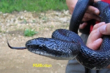 Black Rat Snake
