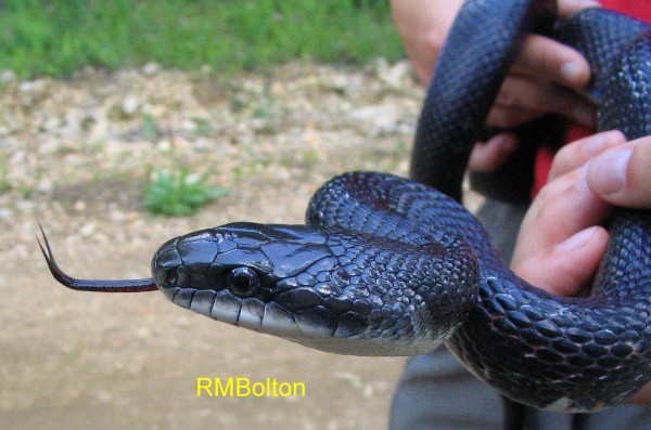 Black Rat Snake