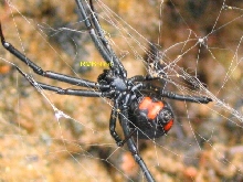 Black Widow