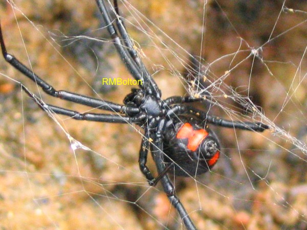 Black Widow