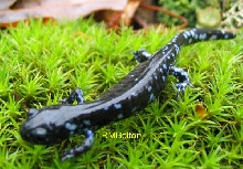 Blue-Spotted Salamander