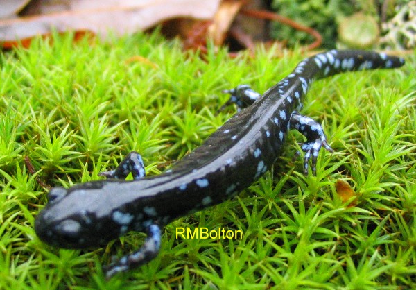 Blue-Spotted Salamander
