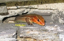 Broad Headed Skink