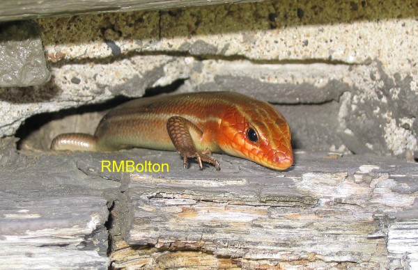 Broad Headed Skink