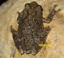 Gray Treefrog