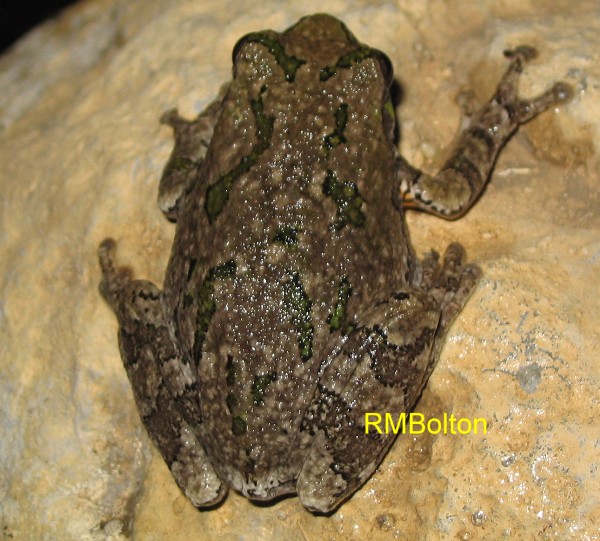 Gray Treefrog