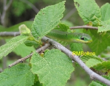 Smooth Green Snake