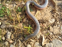 Eastern Worm Snake