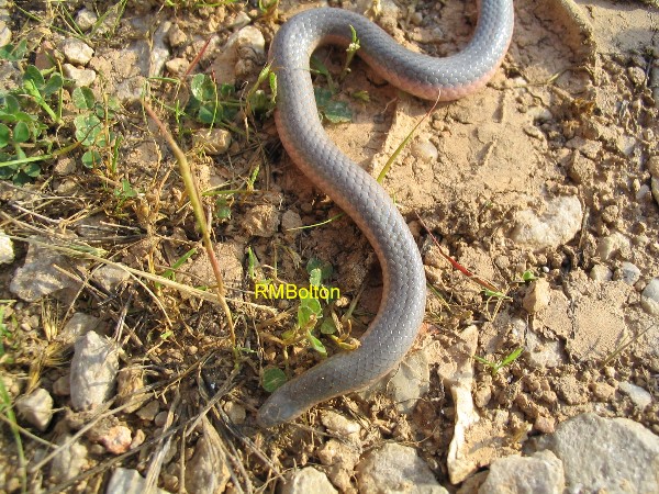 Eastern Worm Snake