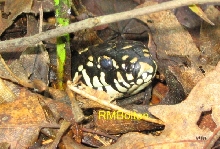 Eastern Kingsnake