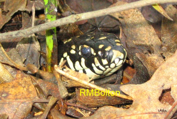 Eastern Kingsnake