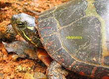 Eastern Painted Turtle