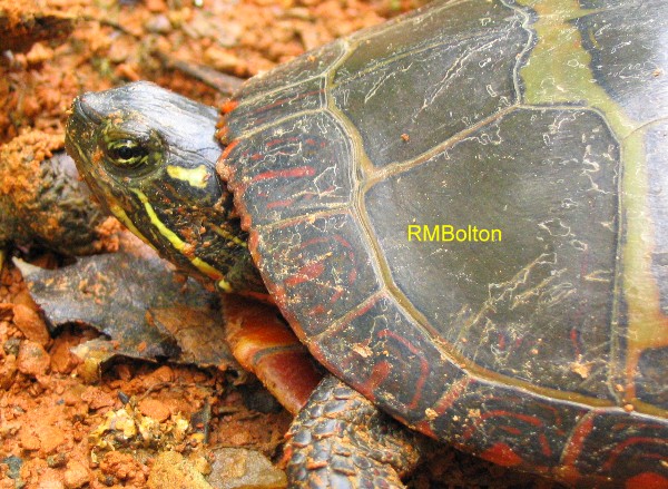 Eastern Painted Turtle