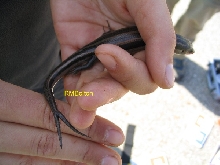 5-Lined Skink (2 tails)