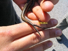 5-Lined Skink (2 tails) 2