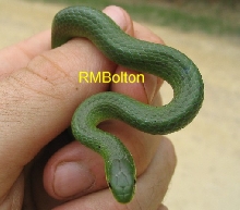 Smooth Green Snake