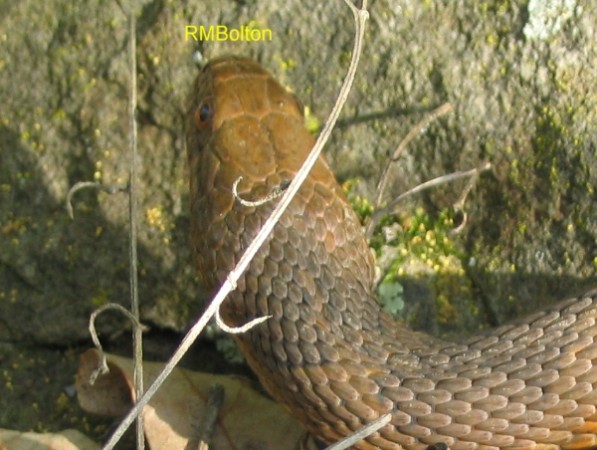 Water Snake
