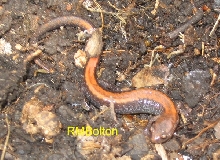 Red-Back Salamander
