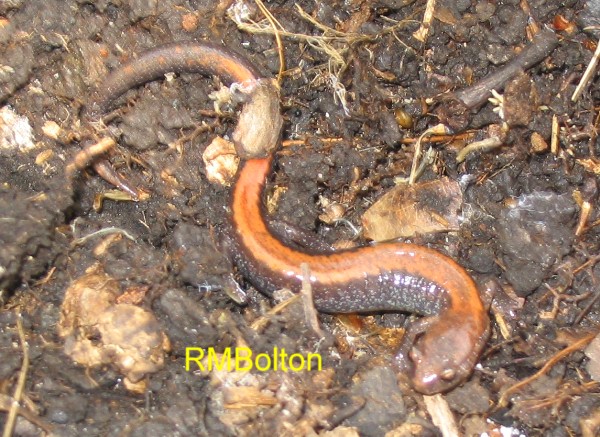 Red-Back Salamander