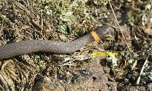 Ringneck Snake
