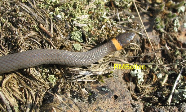 Ringneck Snake