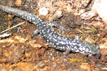 Slimy Salamander