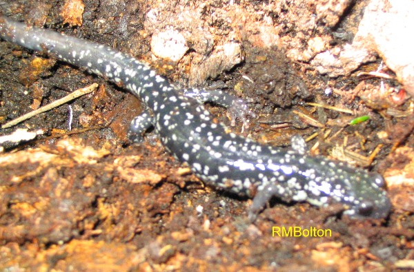 Slimy Salamander