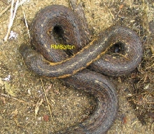 Garter Snake