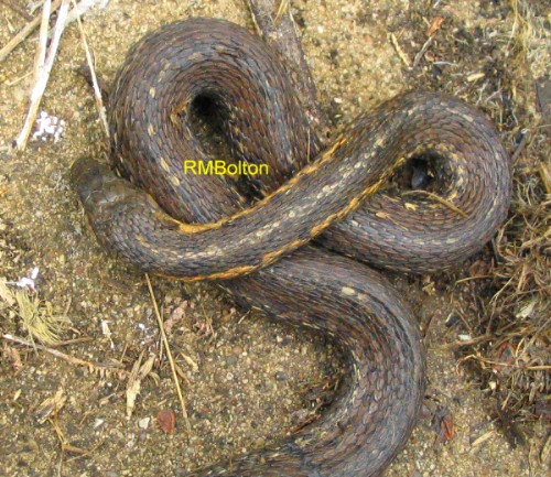 Garter Snake
