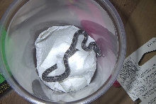 hatchling Gulf Hammock