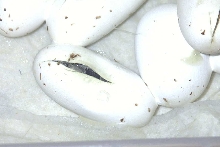 Gulf Hammock eggs hatching