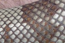 S. Pine Extreme Close-up