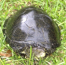 European Pond turtle