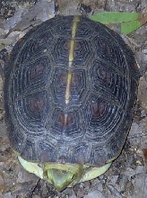 female C. flavomarginata