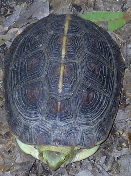 female C. flavomarginata