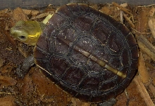 baby C. flavomarginata