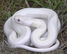 Leucistic Texas Rat