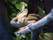 Sanchoz_in_cage