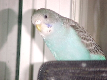BIrd'O