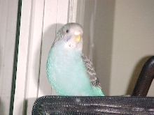 Birdo