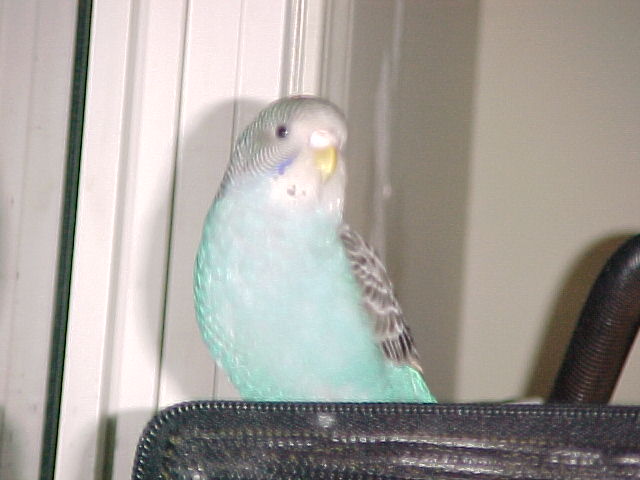 Birdo