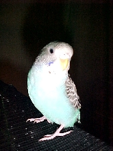 Bird'O