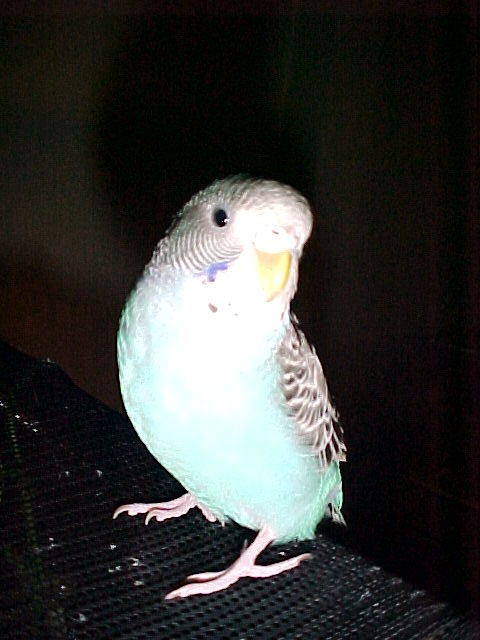 Bird'O