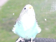 Bird'O