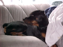 Raum trying to model