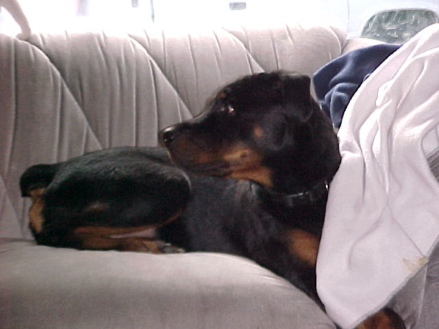 Raum trying to model
