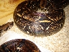 French Guiana Ovulating.