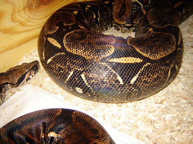 French Guiana Ovulating.