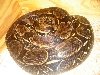 French Guiana, gestating.