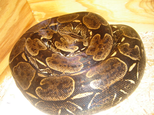 French Guiana, gestating.